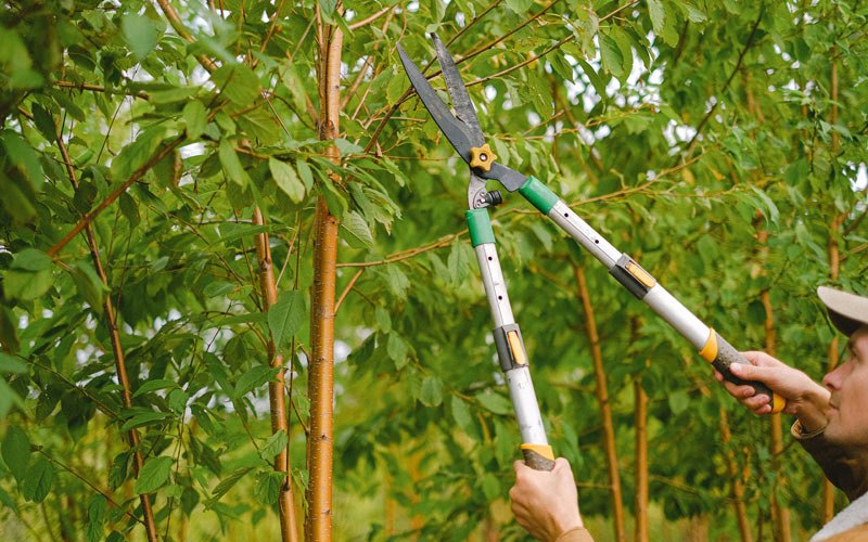 Tree trimming in Persia, IA